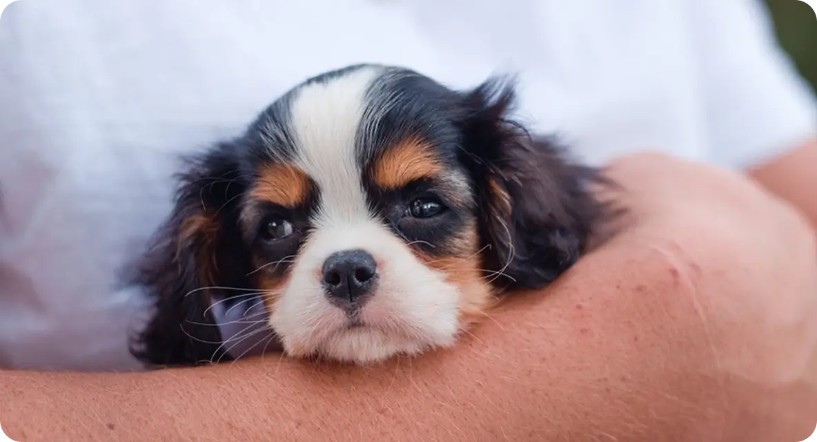 Your Pups First Weeks