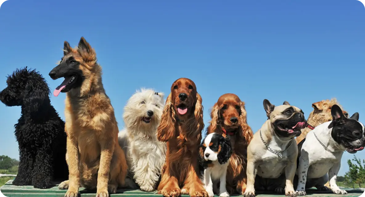 Discover Dog Breeds