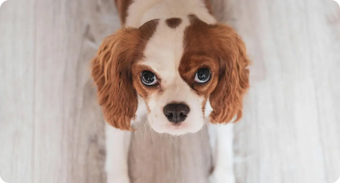 Importance of Pedigree Papers