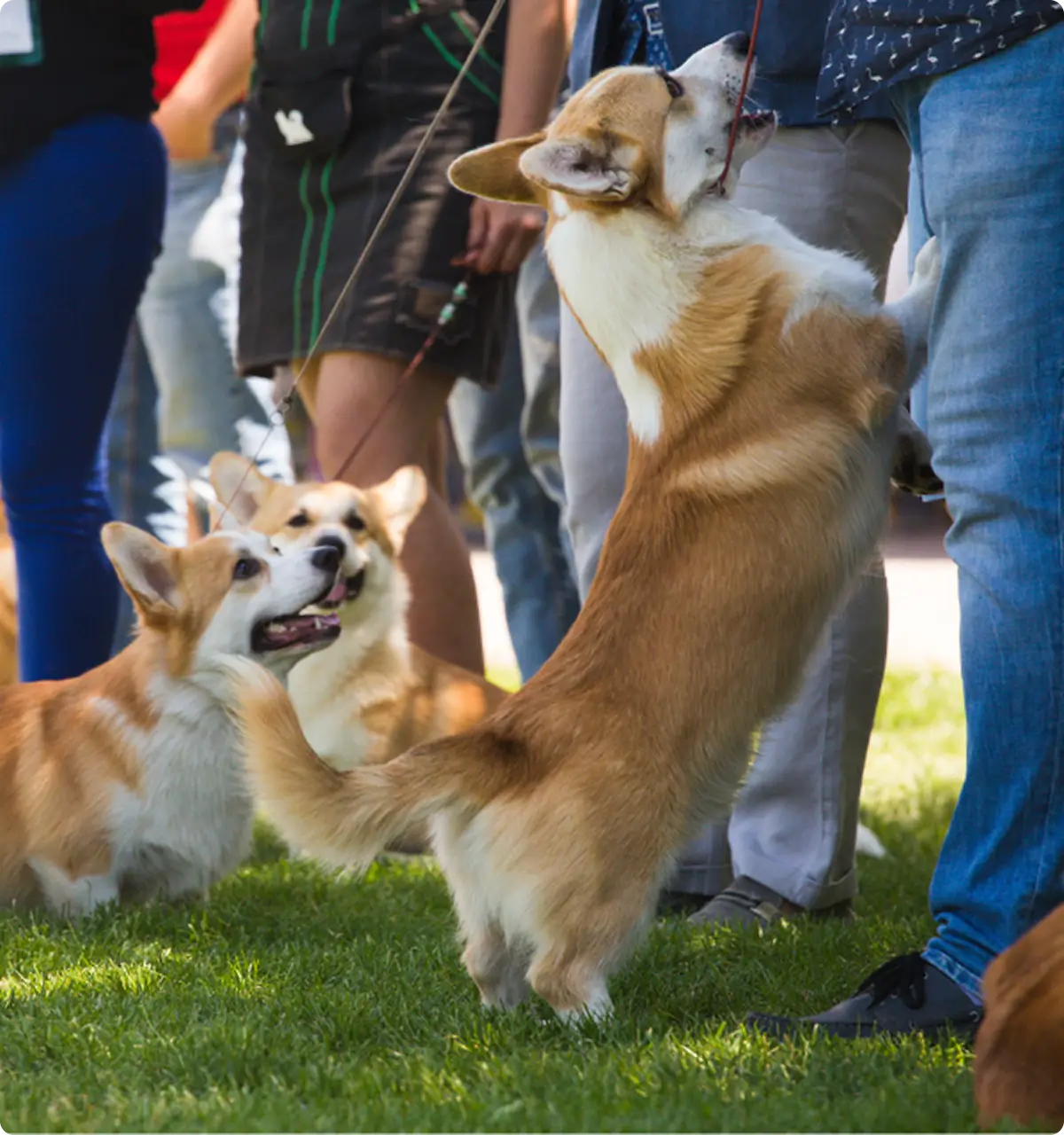 Supporting Reputable and Registered Dog Breeders