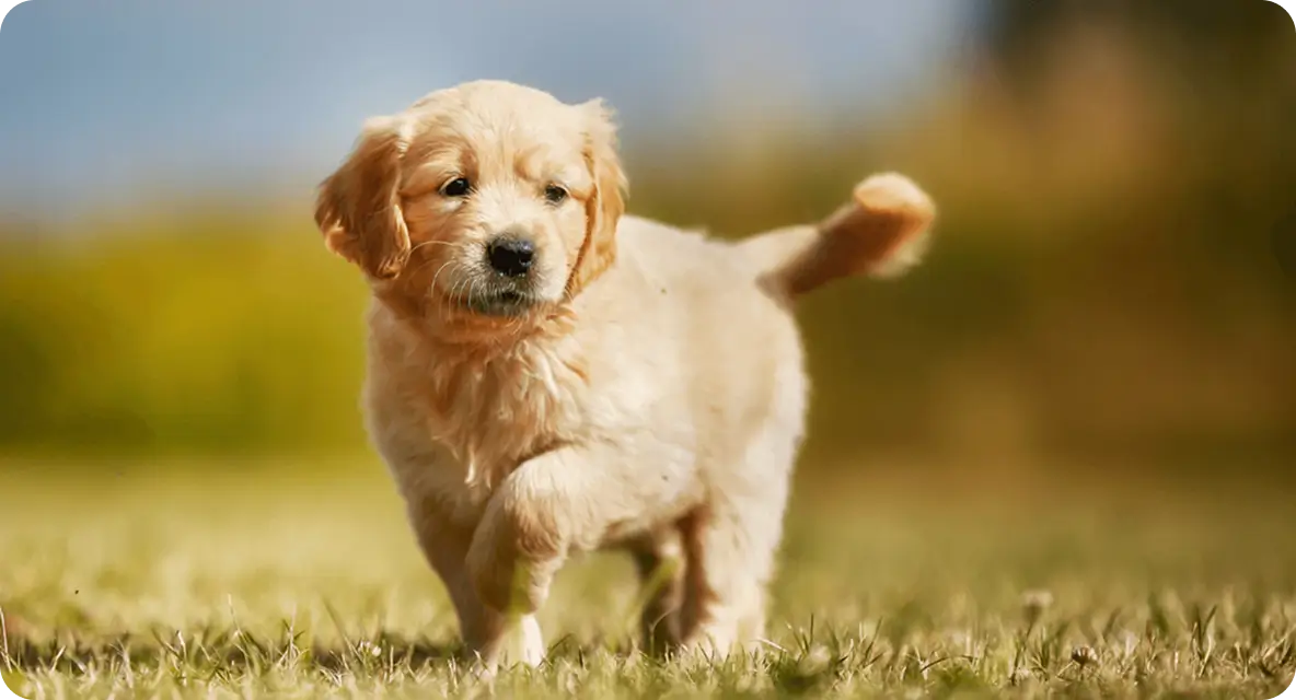 What To Know About A Dog